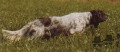 Setter Anglais CIDE DU MAS D'EYRAUD Setter Anglais CIDE DU MAS D'EYRAUD